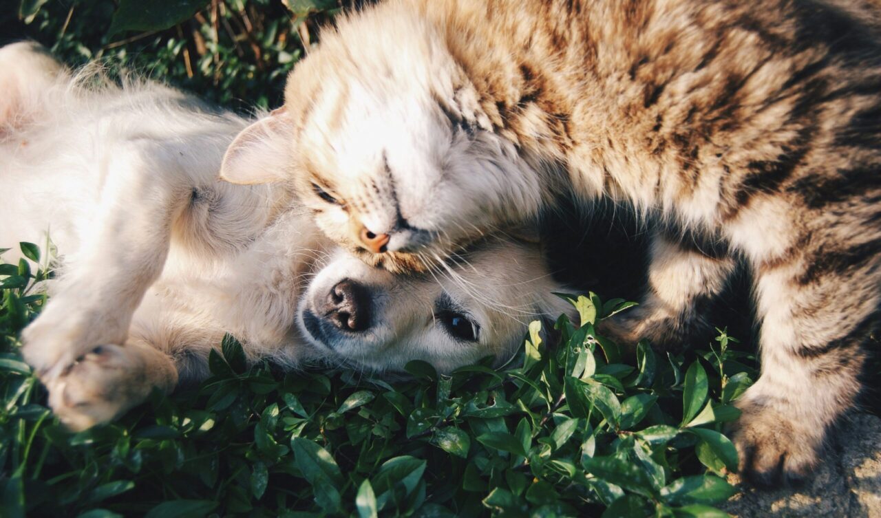 Cat and dog snuggling, Navigating Divorce With a Pet: Your Rights and Plans in Louisiana